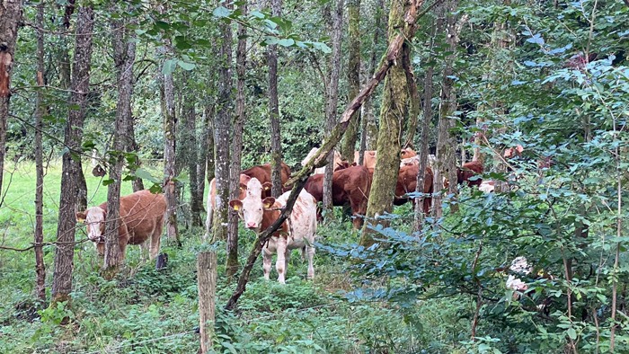 Kuhherde im Wald