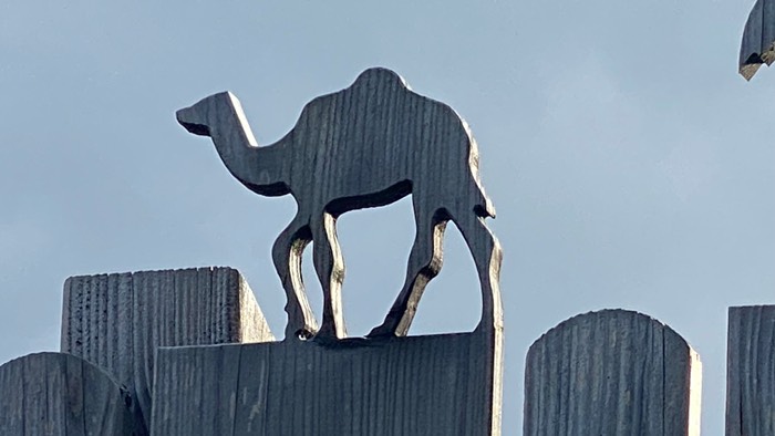 … das Kamel darf nicht fehlen !
