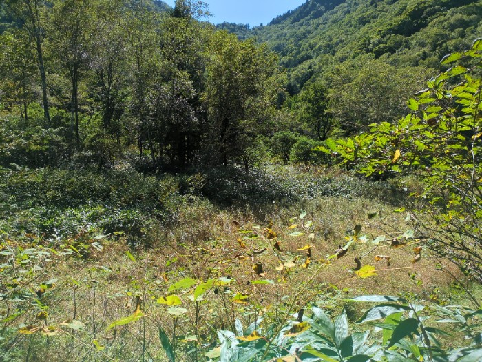 濁り池