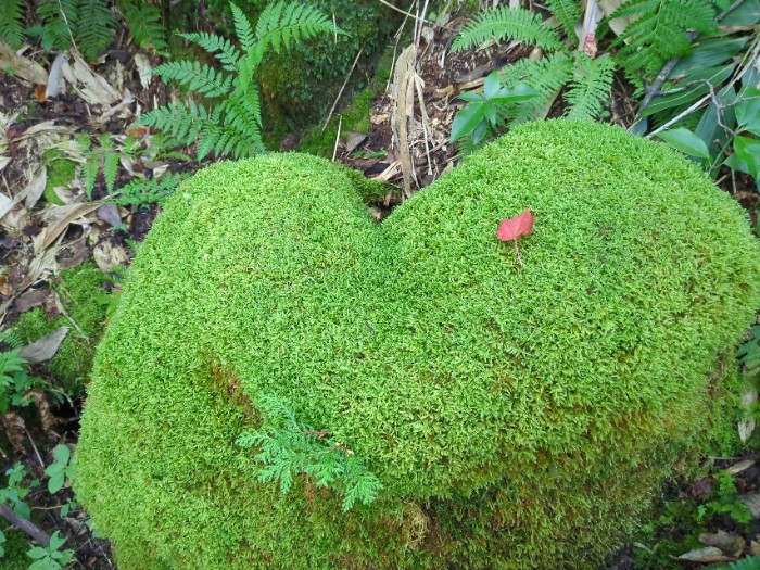ハ－トの苔岩