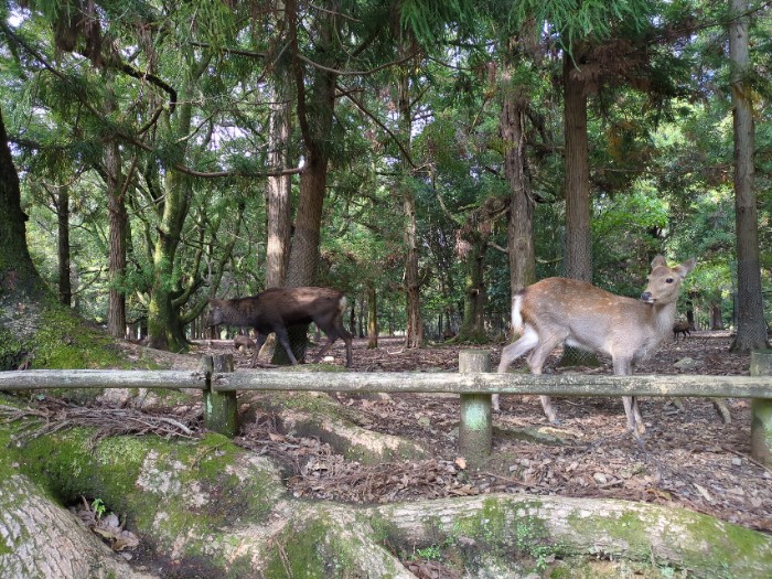 奈良公園