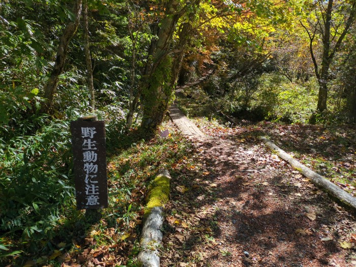 岩魚の森へ