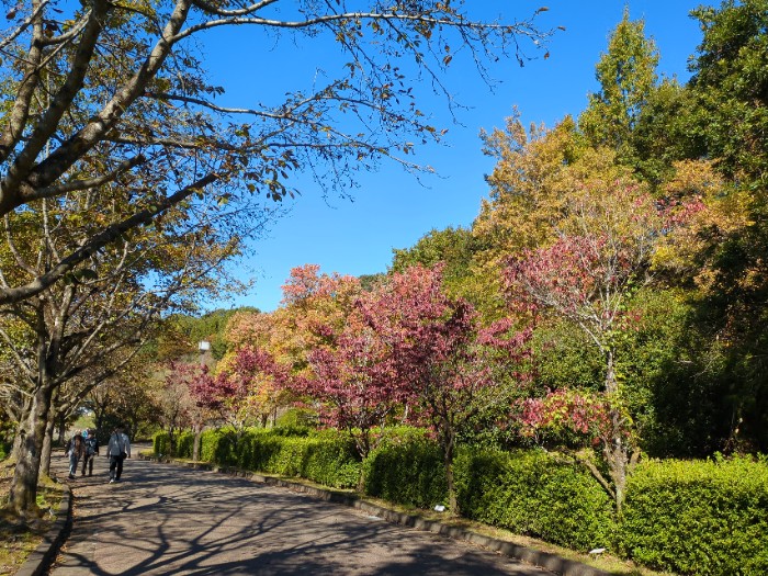 紅葉の道