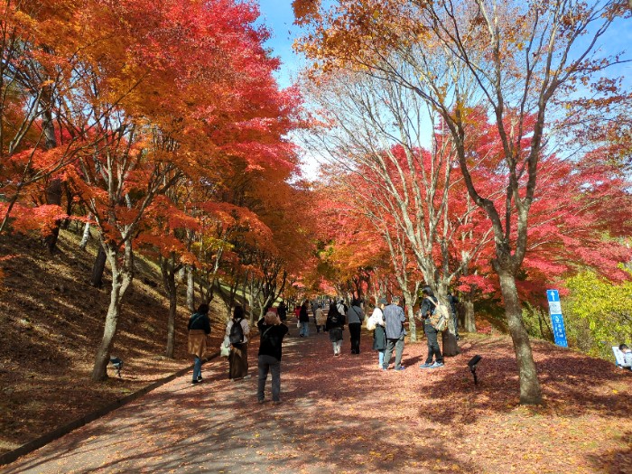 もみじのトンネル