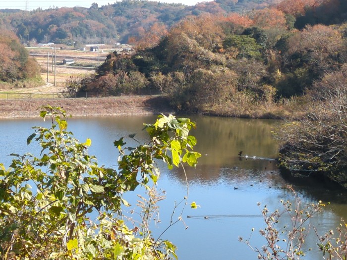 鵜の生息池