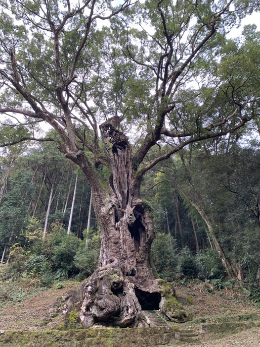 武雄神社の御神木