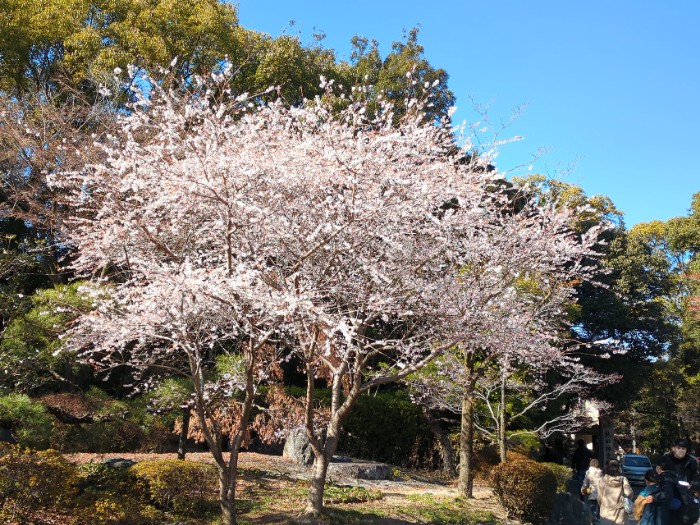 四季桜