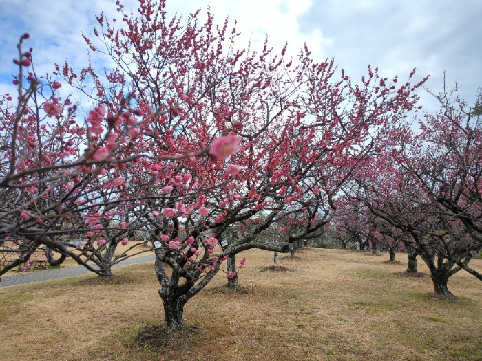 岡崎南公園  梅園