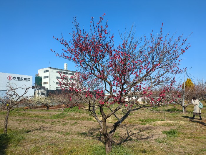 安城農林高校実習園 梅林