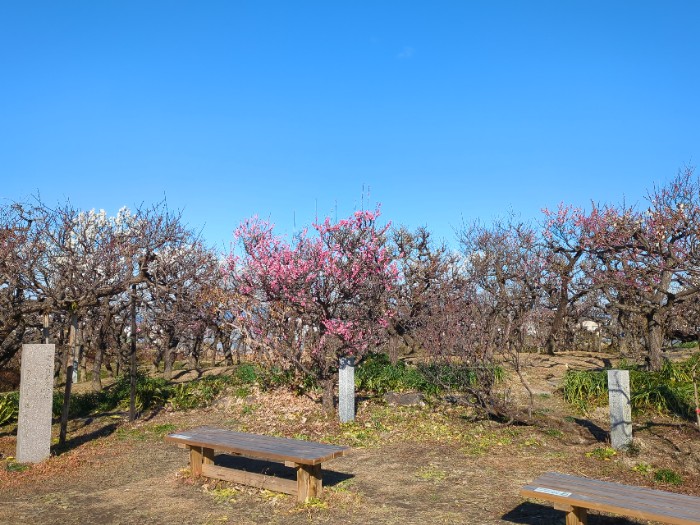 安八百梅園