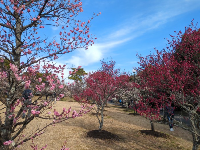 向山緑地梅林