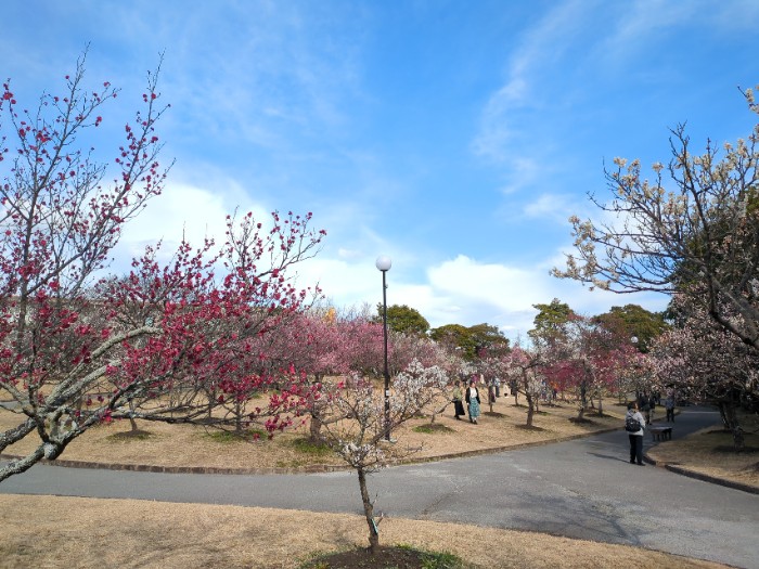 向山緑池梅林