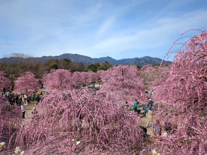 鈴鹿山脈と鈴鹿の森庭園