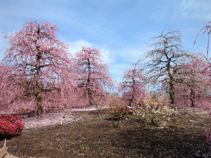 鈴鹿の森庭園