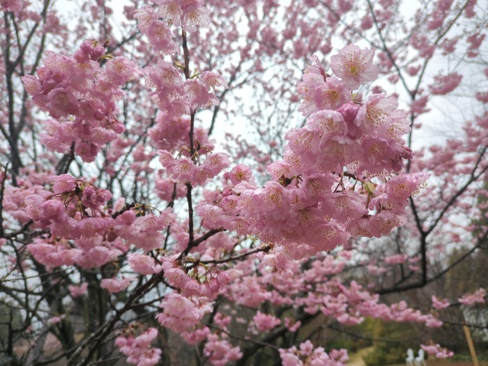 桜