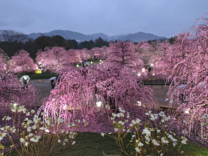 鈴鹿の森庭園