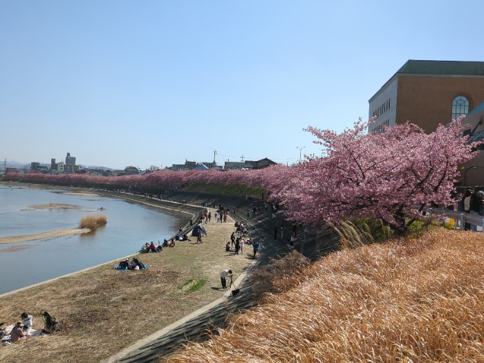 乙川 河津桜