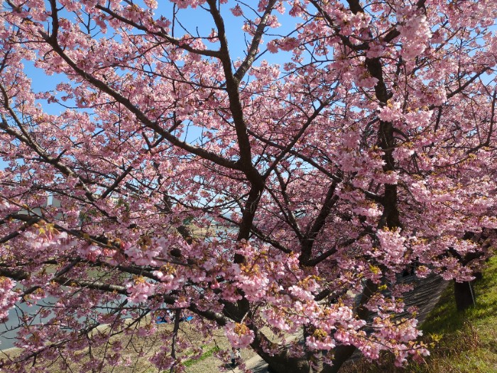 河津桜(葵桜)