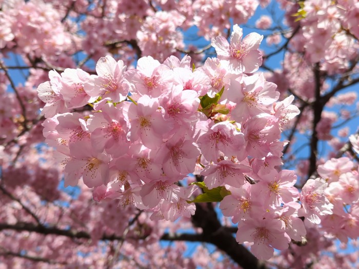 葵桜