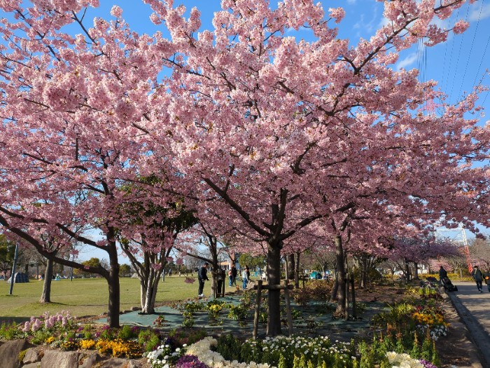 河津桜