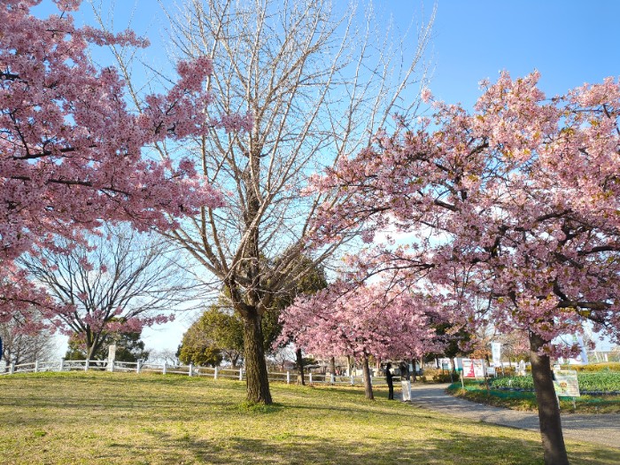 河津桜