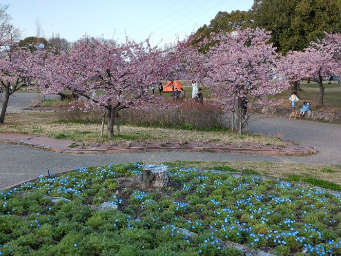 ネモフィラと河津桜