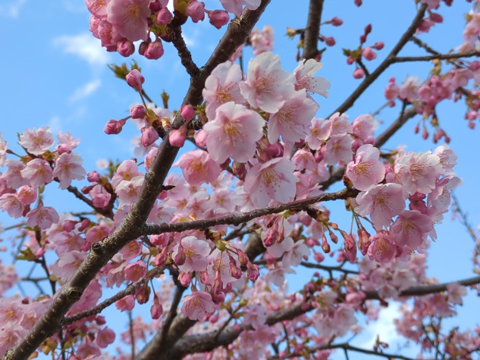 河津桜