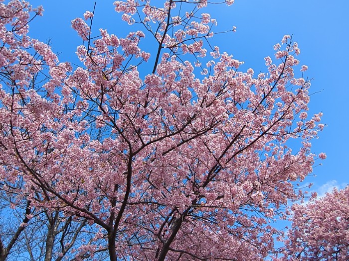 河津桜