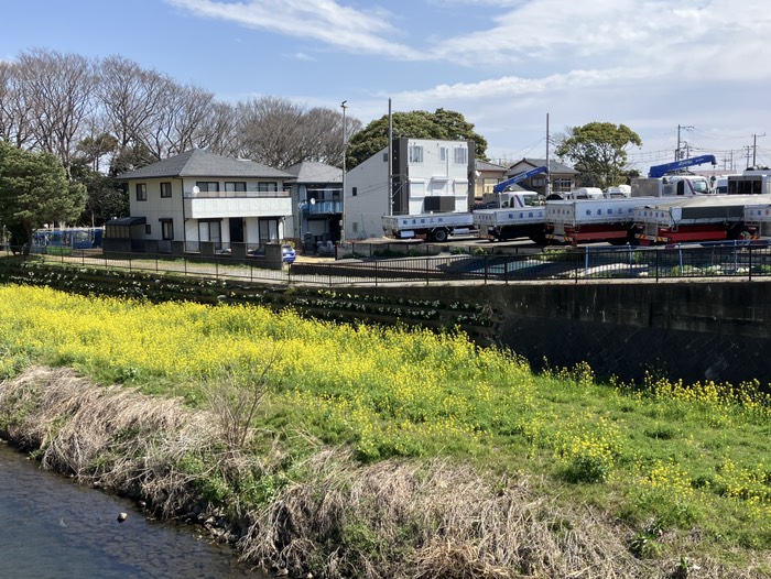 宮山大橋から菜の花