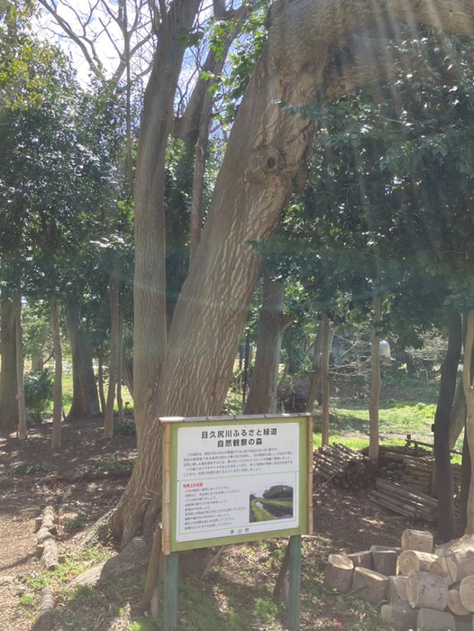 目久尻川ふるさと緑道 自然観察の森