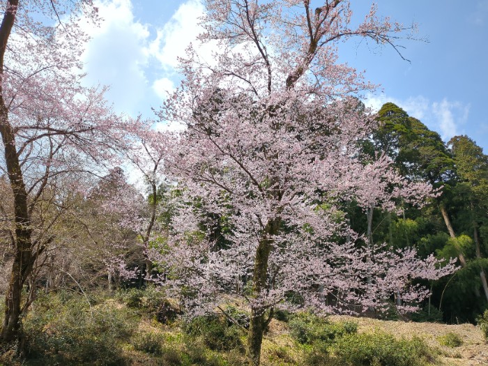 桜