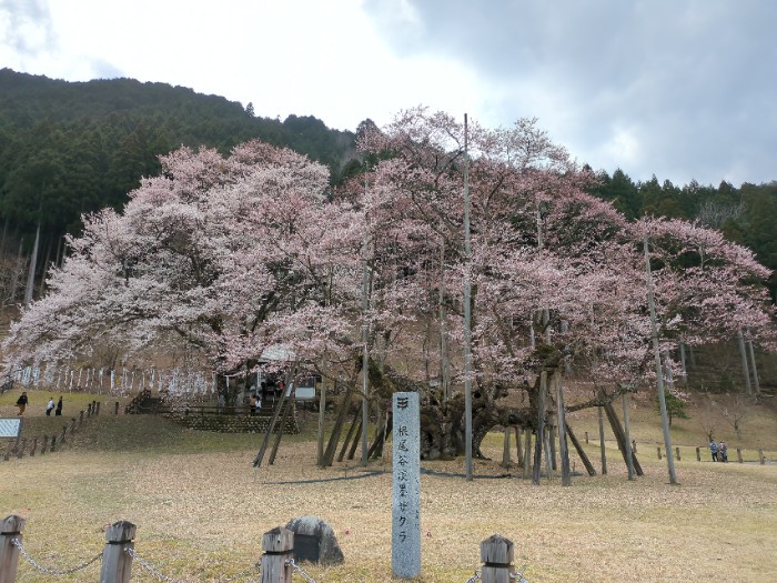 根尾淡墨桜