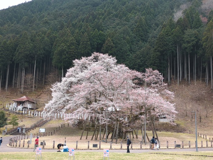 淡墨桜