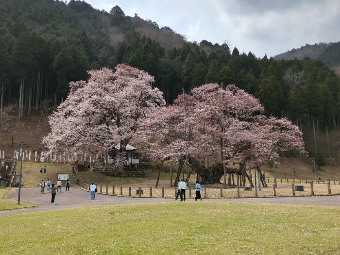 根尾淡墨桜 親子