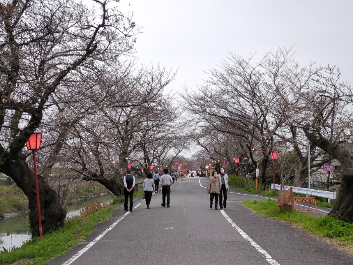 すのまた桜まつり