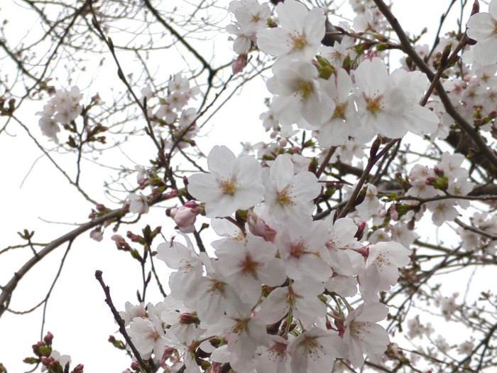 桜