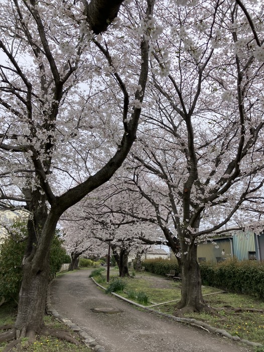 倉見桜緑道