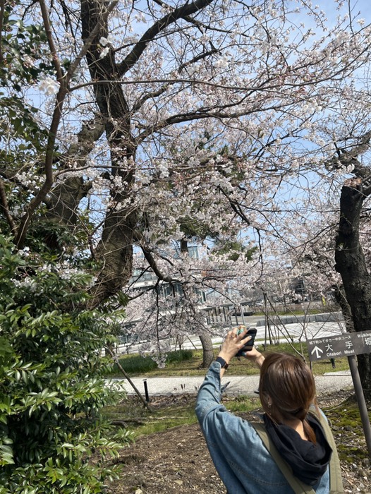 兼六園桜