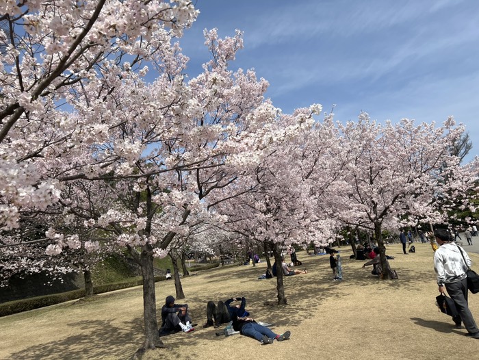 丸の内の桜