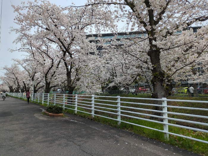 黒川 桜並木