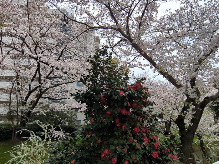 椿と桜