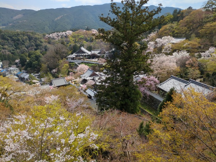 長谷寺 境内