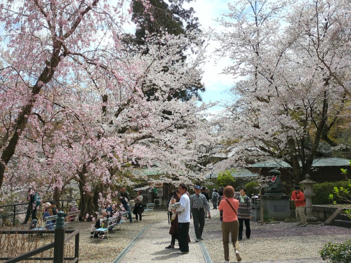 桜 休憩所前