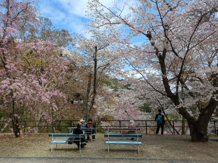 桜 休憩所前