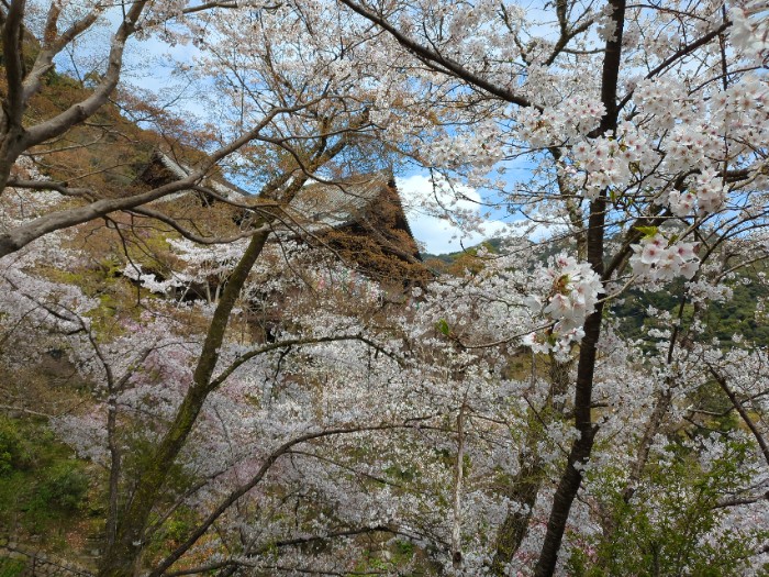 本堂と桜