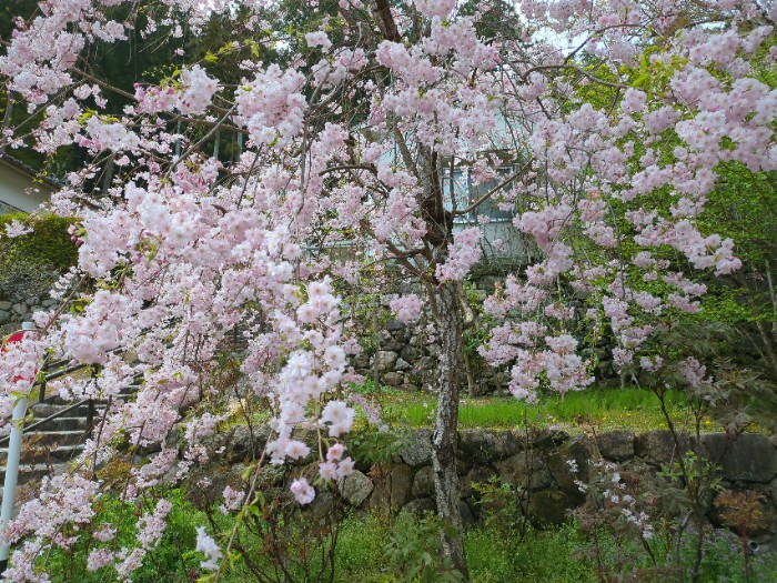 しだれ桜