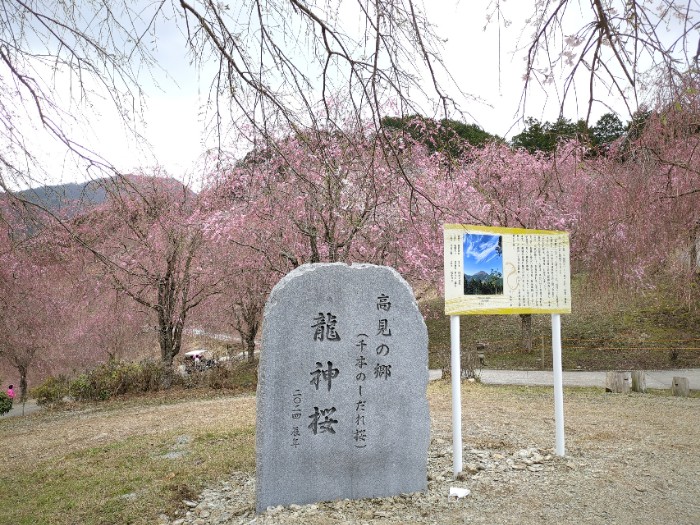 高みの郷 龍神桜