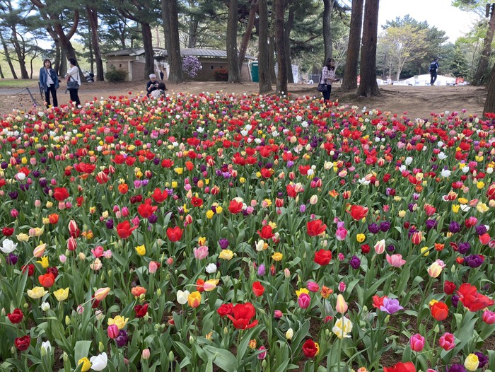 ひたち海浜公園②