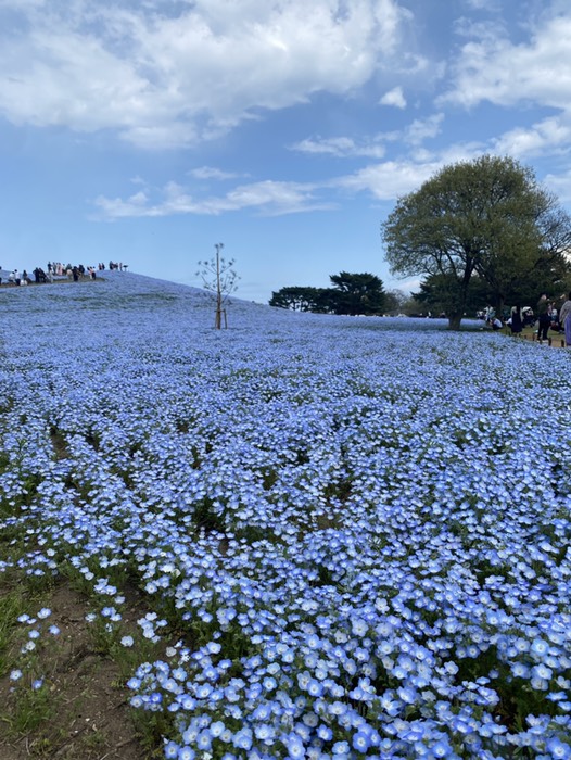 ひたち海浜公園④