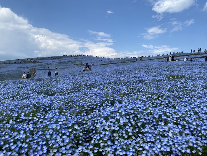 ひたち海浜公園⑨